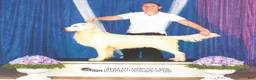 Golden Retriever dogs for sale: Hobbes - Ad 3