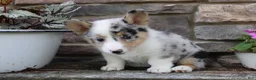 Welsh Corgi Pembroke dogs for sale: Daisy - Ad 6