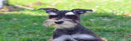 Miniature Schnauzer dogs for sale: Rita - Ad 1