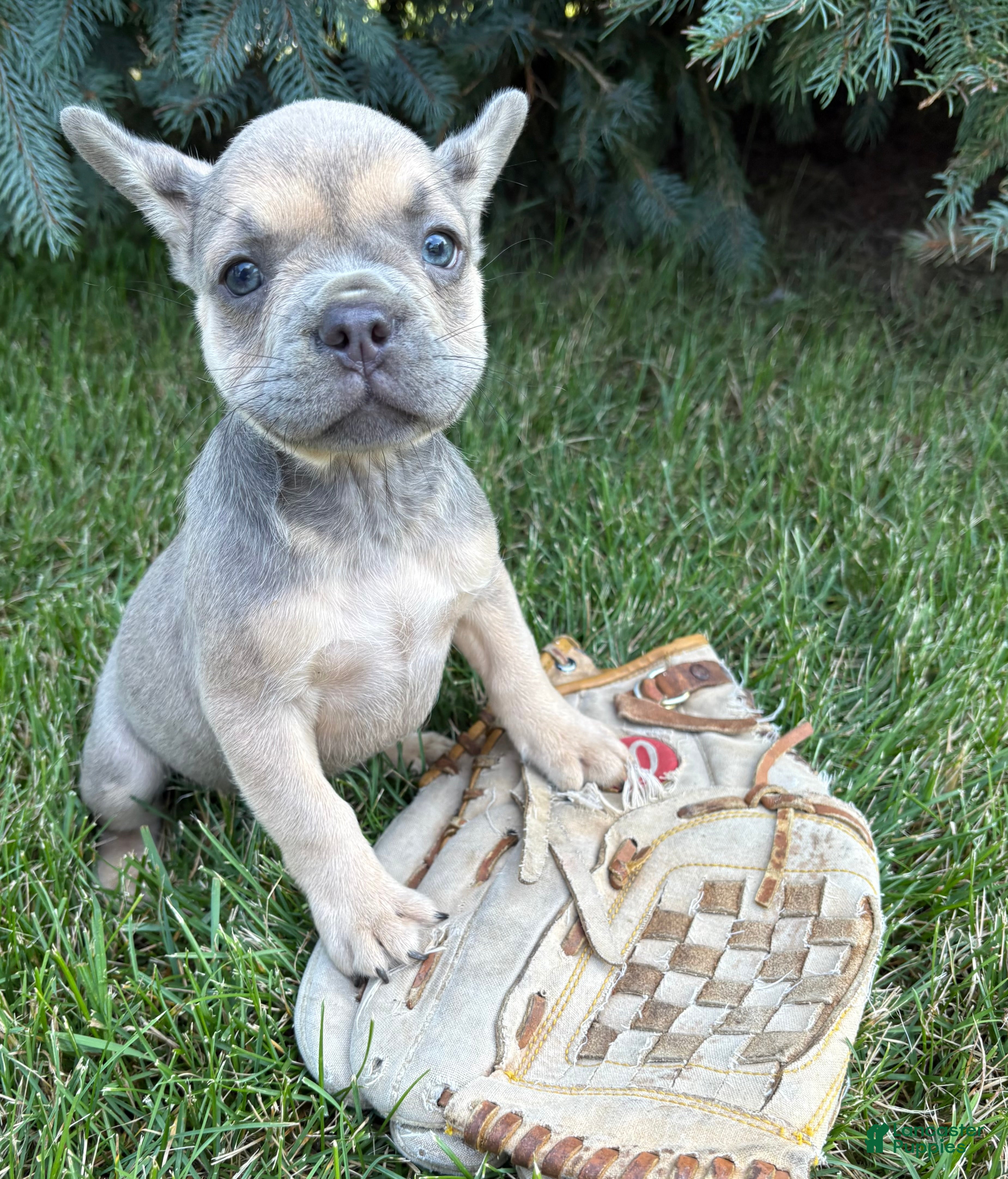 French Bulldog dogs Dahlia - Ad 1