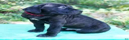 Cane Corso dogs for sale: Ozzy - Ad 2