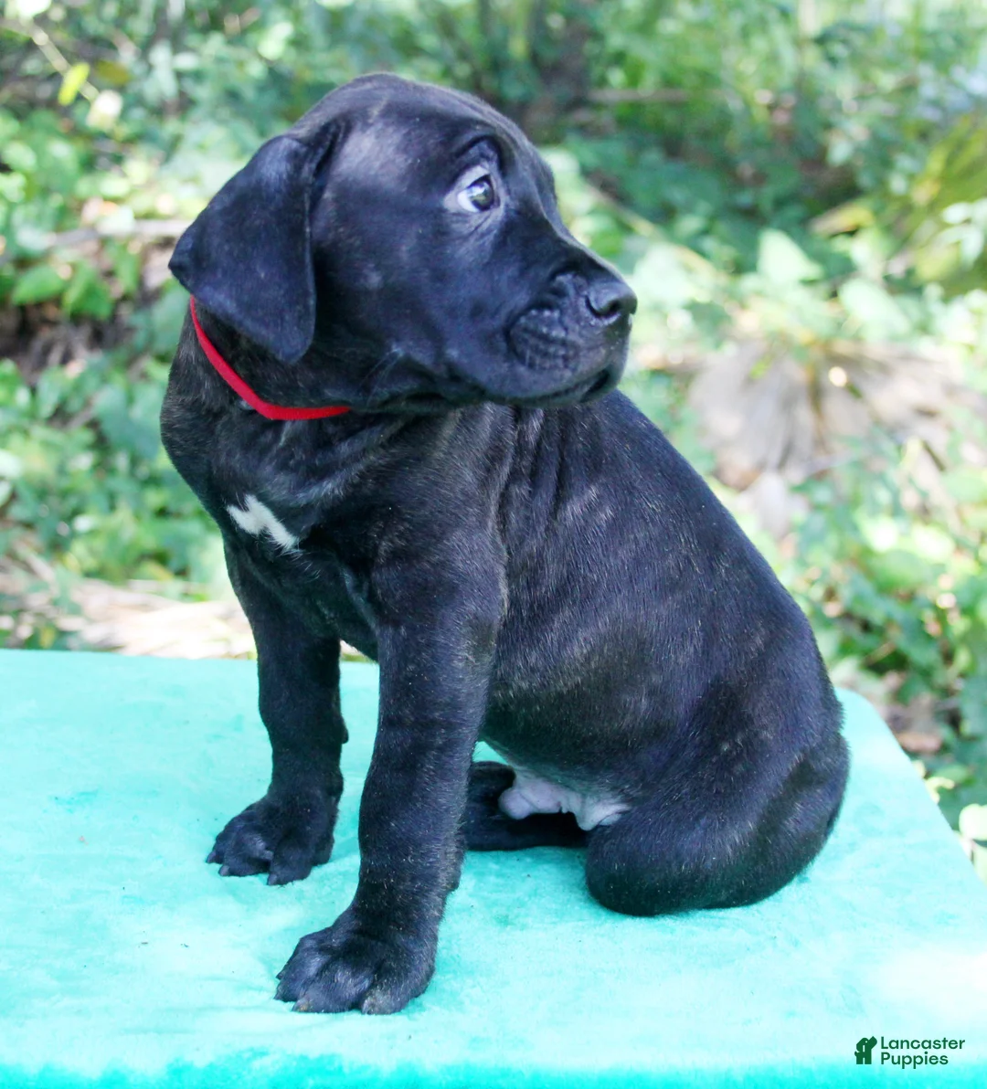 Cane Corso dogs for sale: Ozzy - Ad 2
