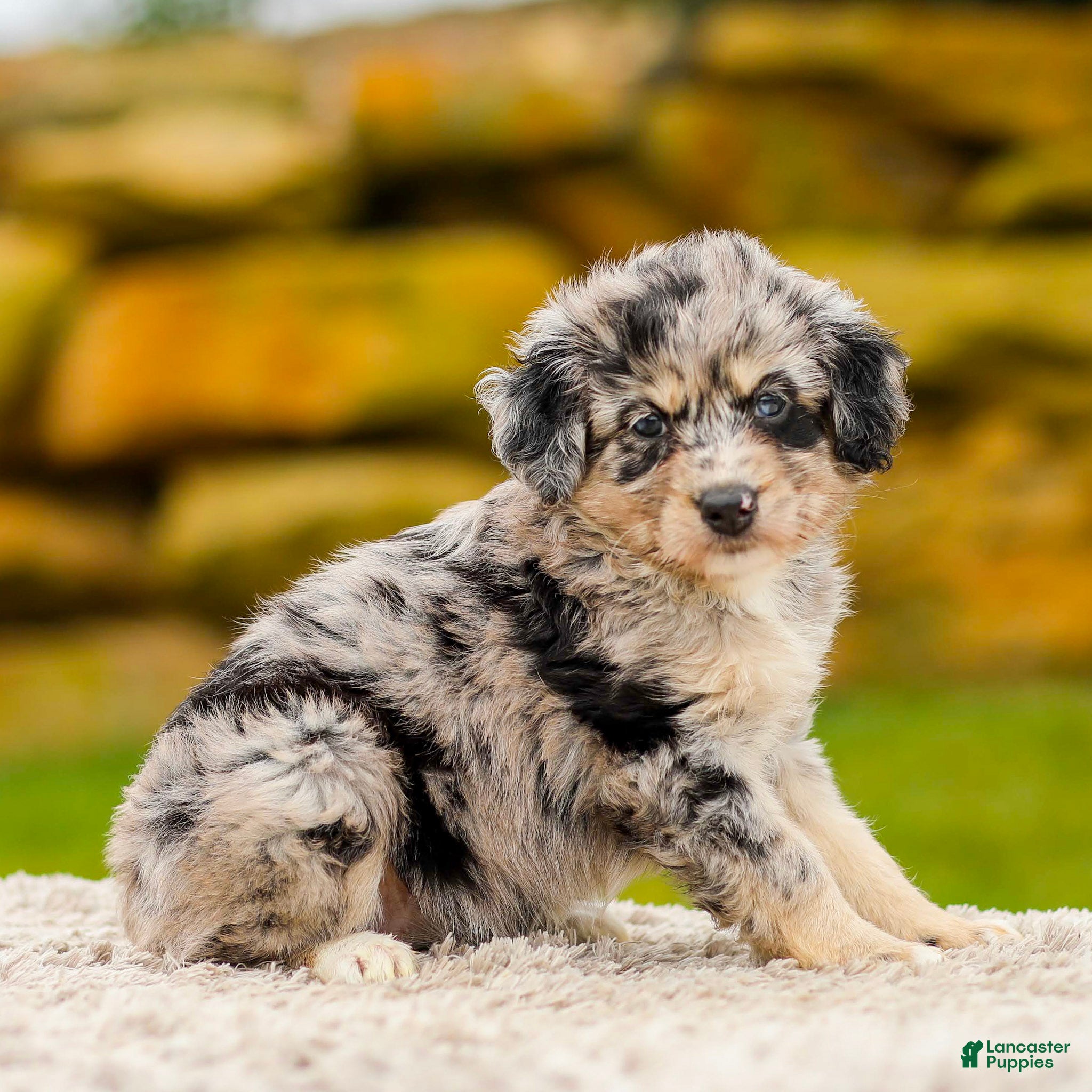 Mini Aussiedoodle dogs Harper - Ad 1