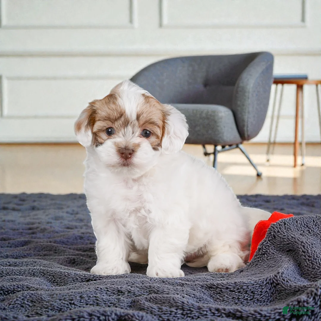 Maltipoo dogs for sale: Mae - Ad 2