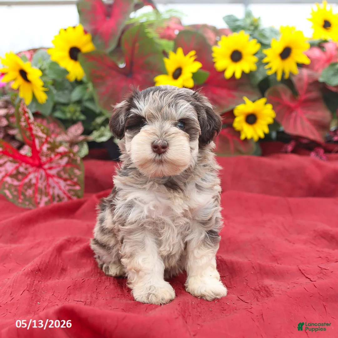 Miniature Schnauzer dogs for sale: Griffin - Ad 1