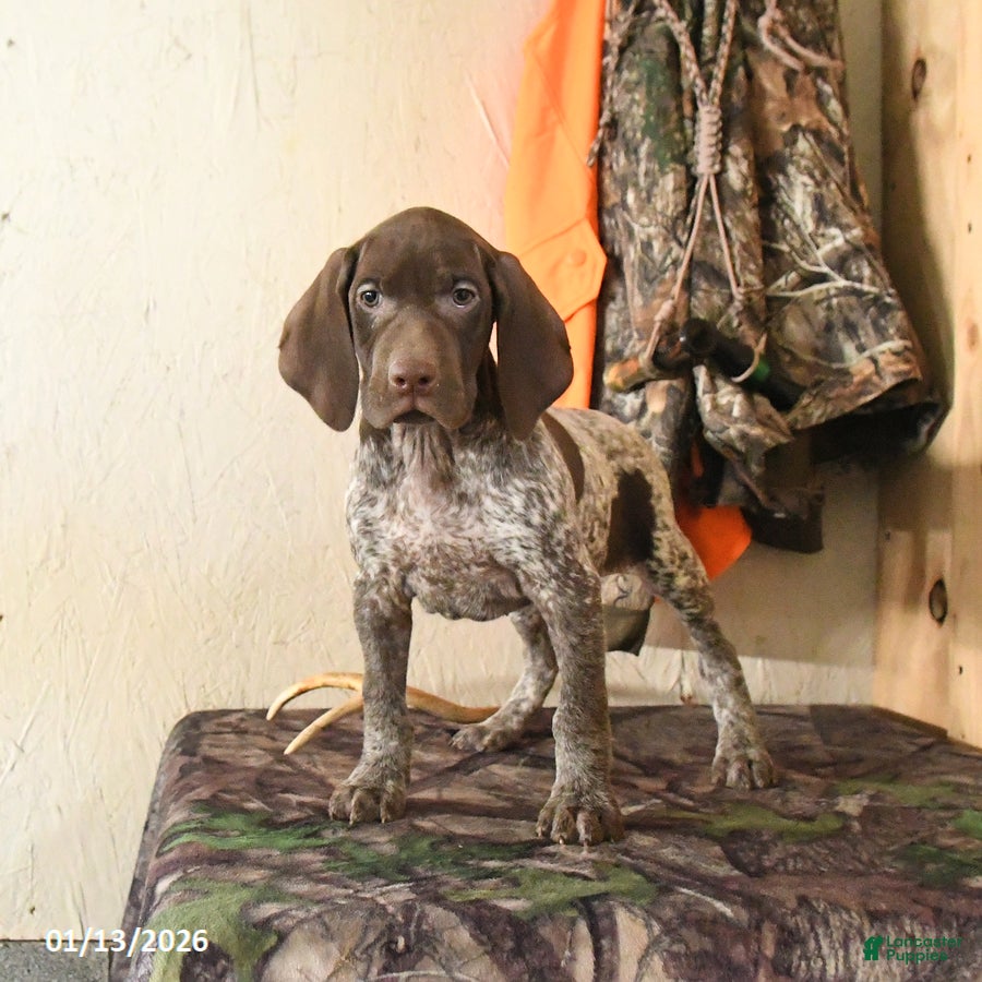 German Shorthaired Pointer dogs Honey - Ad 1