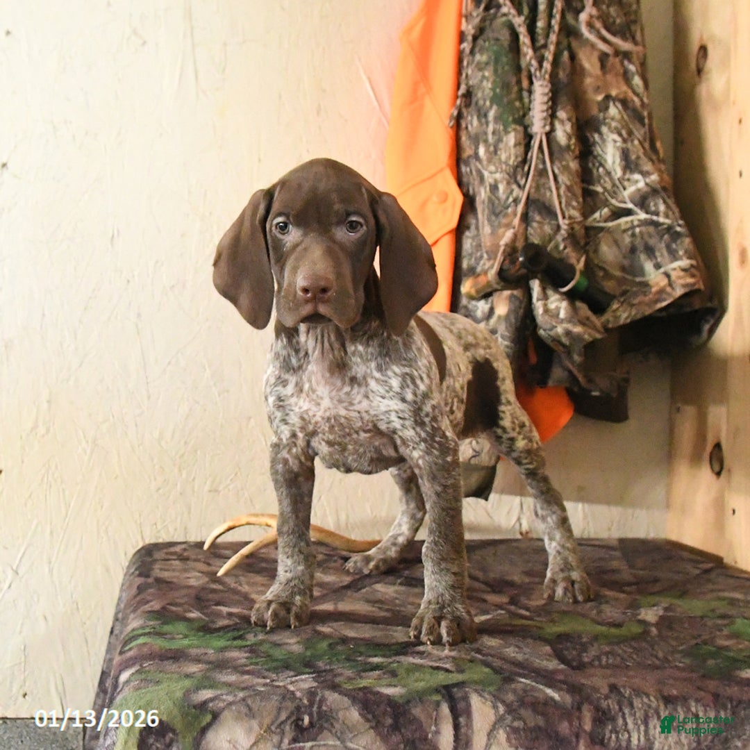 German Shorthaired Pointer dogs for sale: Honey - Ad 1