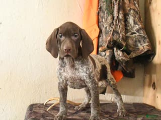 German Shorthaired Pointer dogs Honey - Ad 1