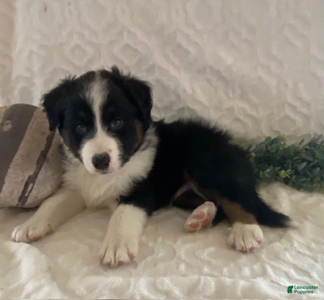 Australian Shepherd dogs Roscoe - Ad 2
