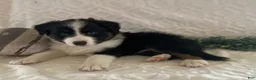 Australian Shepherd dogs for sale: Roscoe - Ad 2