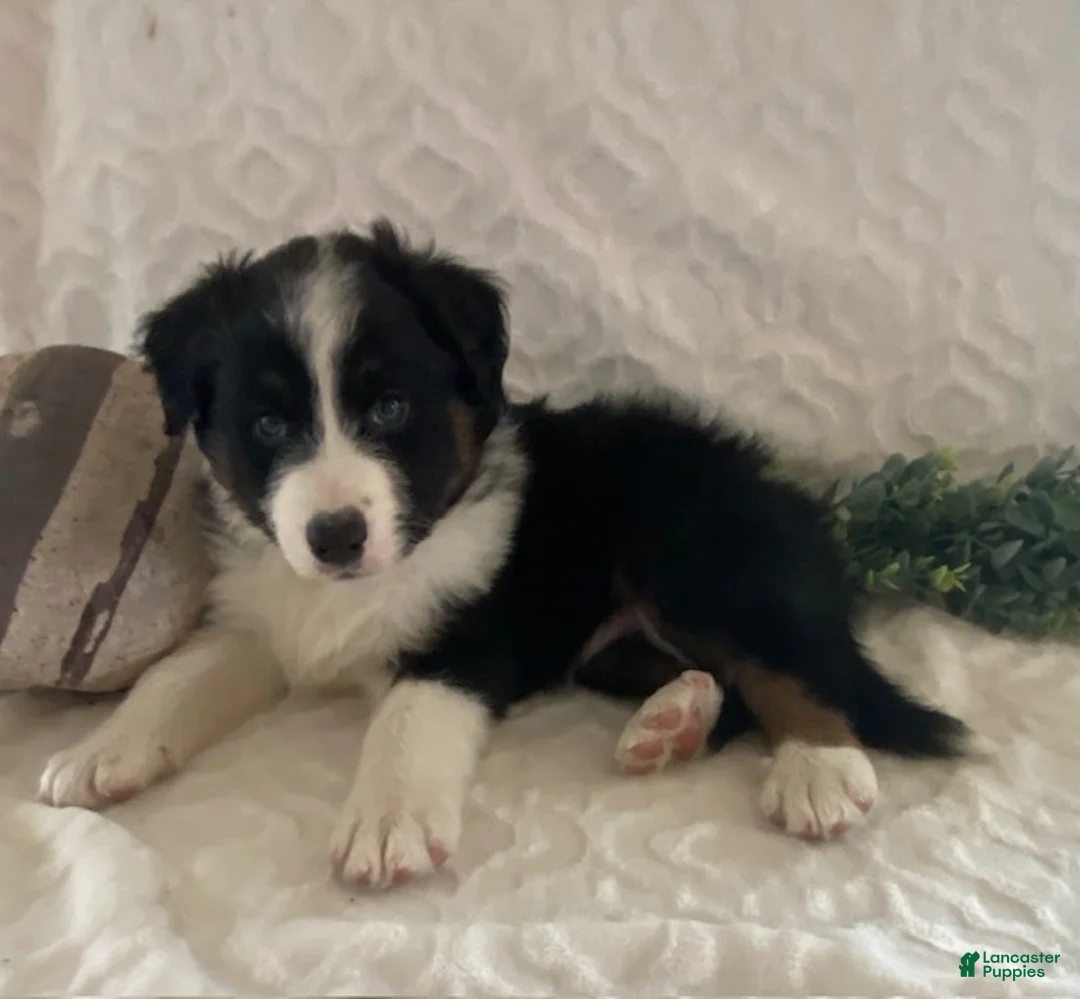 Australian Shepherd dogs for sale: Roscoe - Ad 2