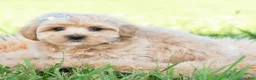 Maltipoo dogs for sale: Cabo - Ad 4