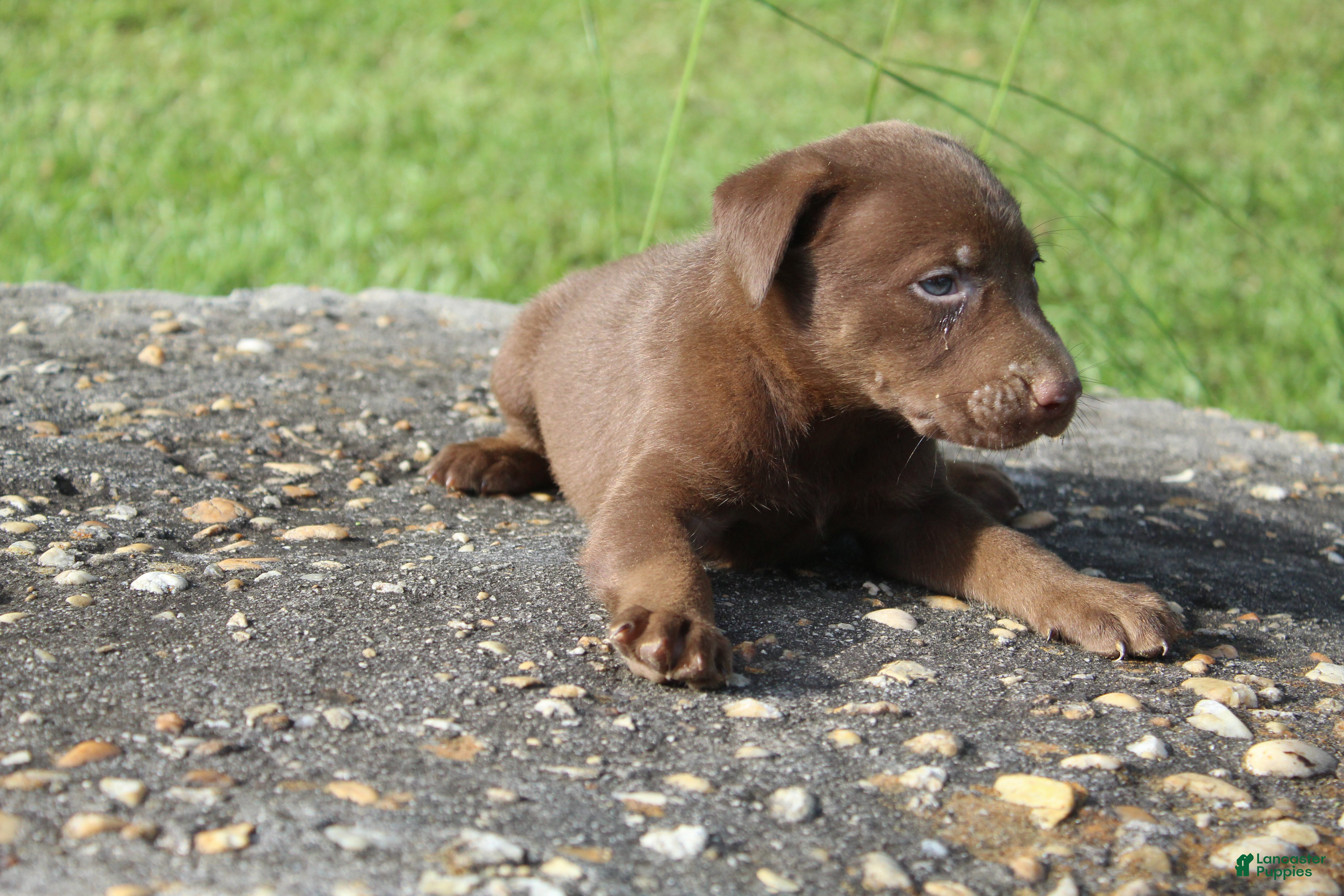 Labrador Retriever dogs Ace - Ad 1