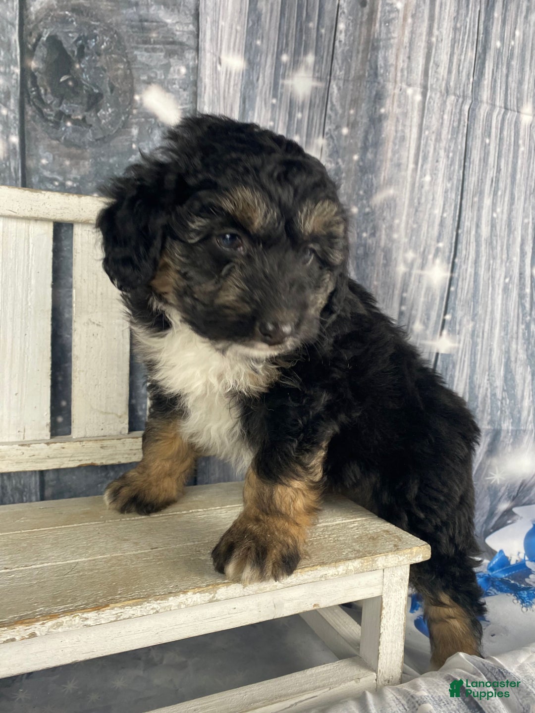 Aussiedoodle dogs for sale: Bella - Ad 6