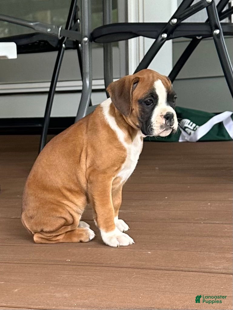 Boxer dogs Sadie - Ad 1