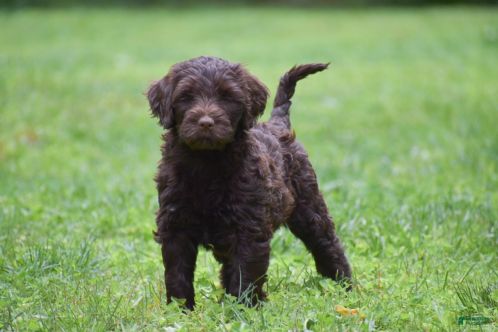 Portuguese Water Dog dogs Molly - Ad 1