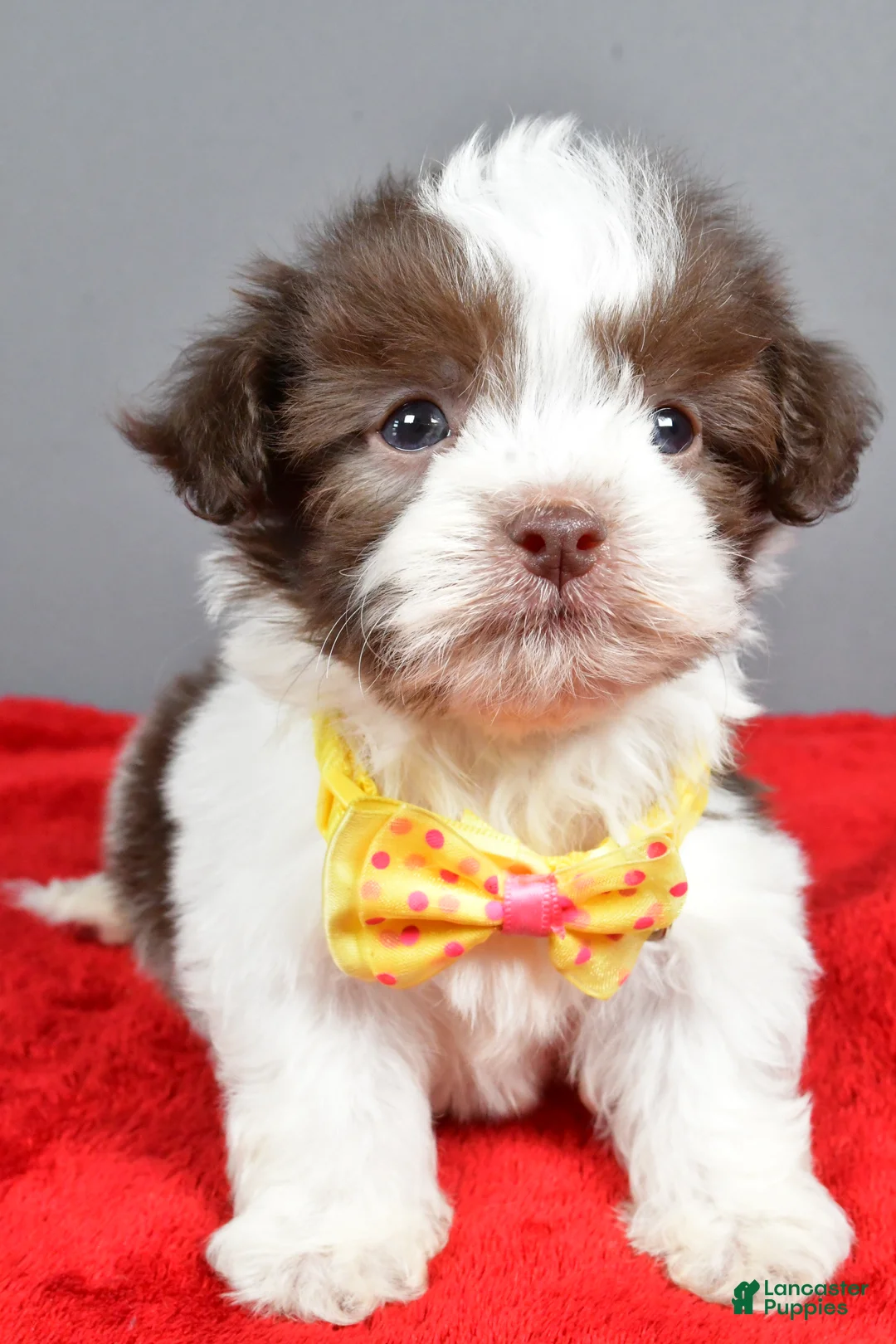 Havanese dogs for sale: Zeke - Ad 8
