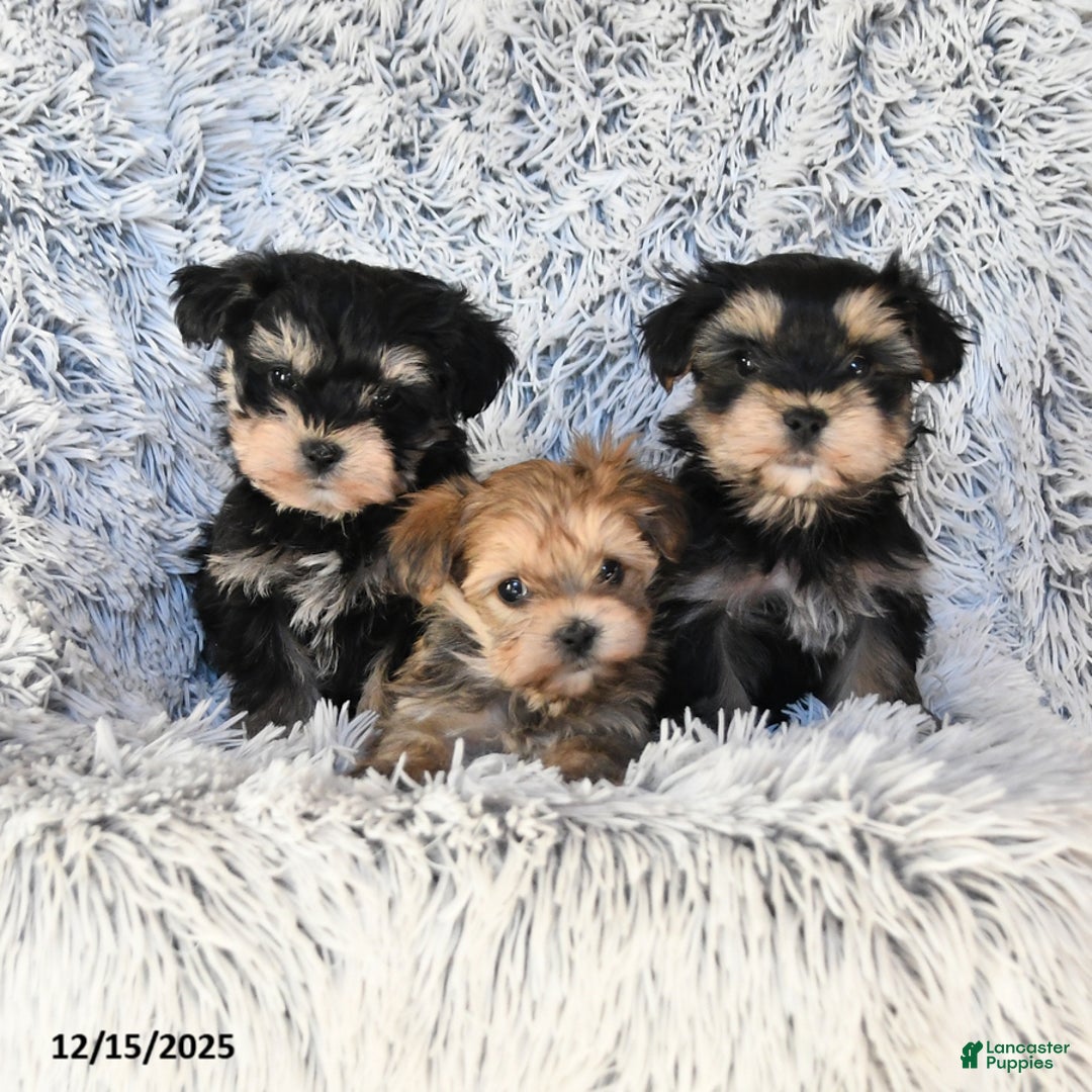 Maltese dogs for sale: Maddy - Ad 3