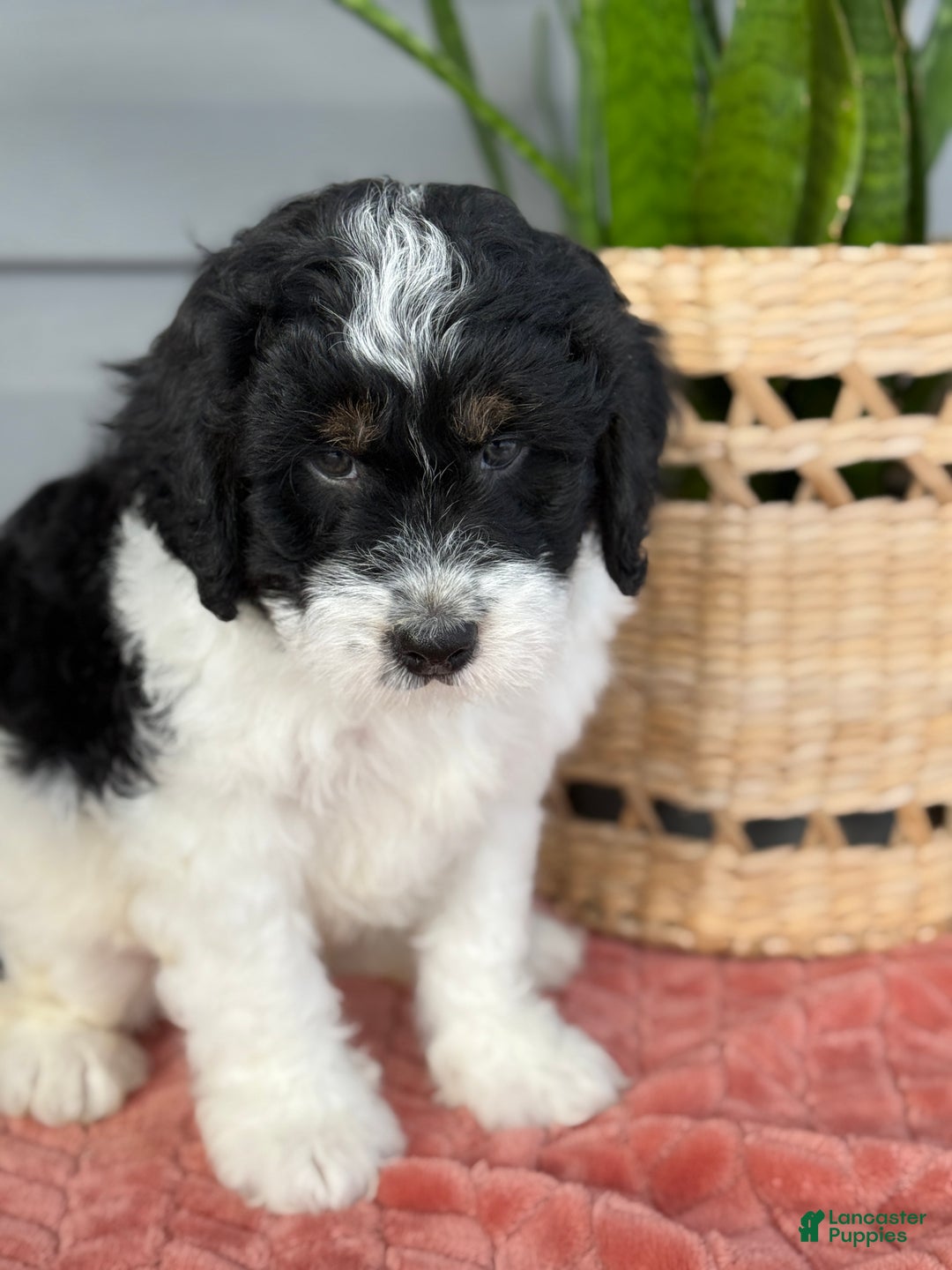 Mini Bernedoodle dogs for sale: Finn - Ad 4