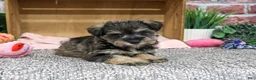 Miniature Schnauzer dogs for sale: Dior - Ad 5