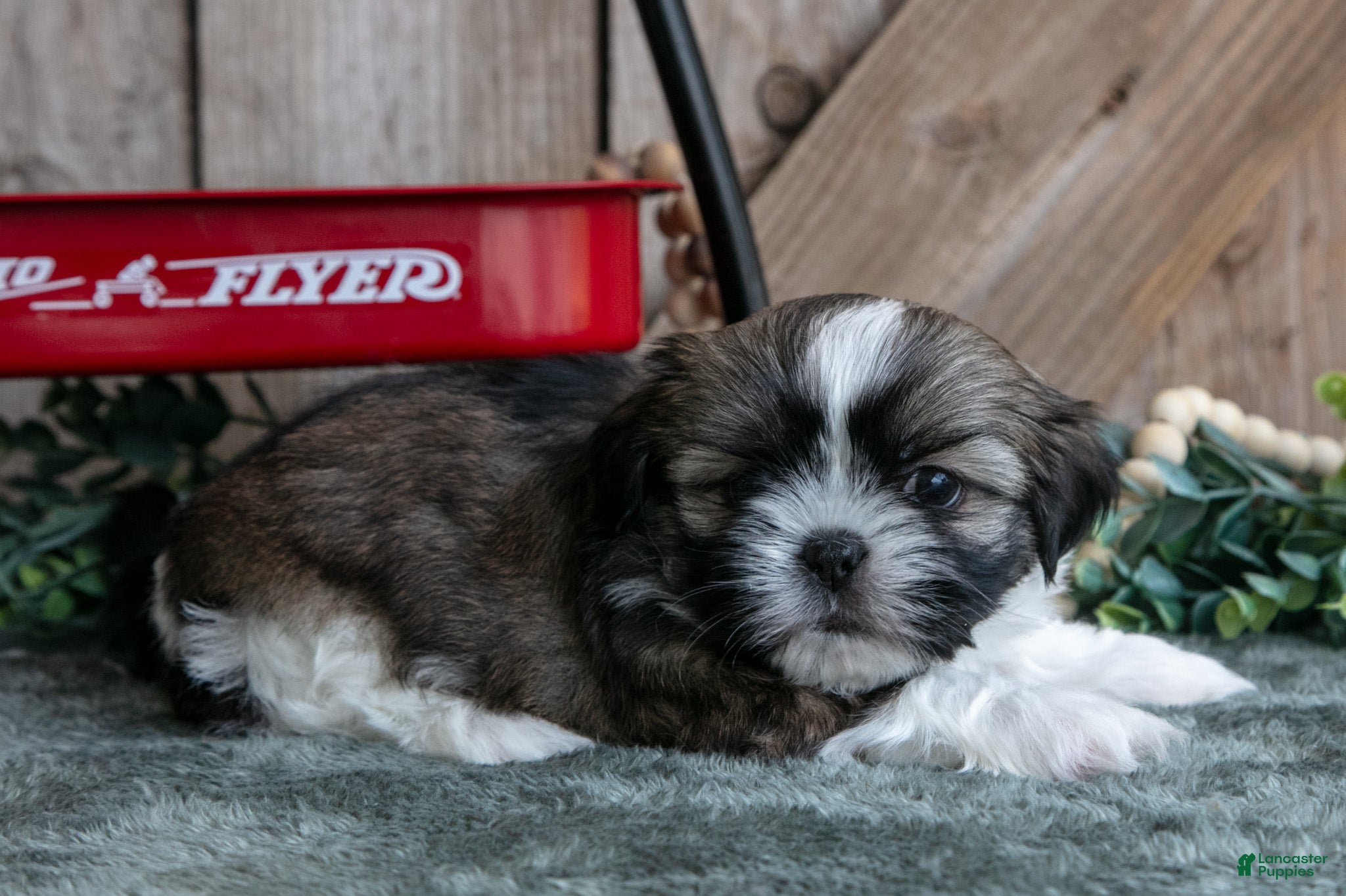 Shih Tzu dogs Jimbo - Ad 2