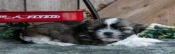 Shih Tzu dogs for sale: Jimbo - Ad 2