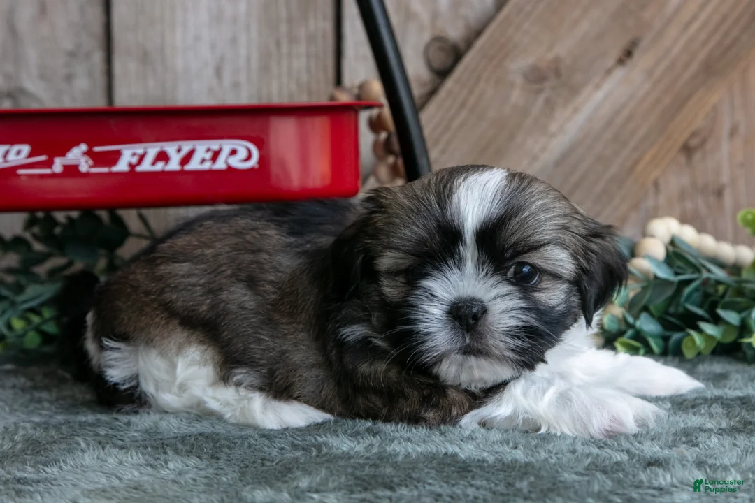 Shih Tzu dogs for sale: Jimbo - Ad 2