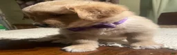 Golden Retriever dogs for sale: Golden Retriever 3 - Ad 23