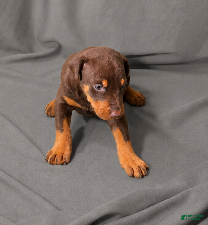 Doberman Pinscher dogs Merlot - Ad 13