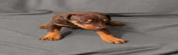 Doberman Pinscher dogs for sale: Merlot - Ad 1