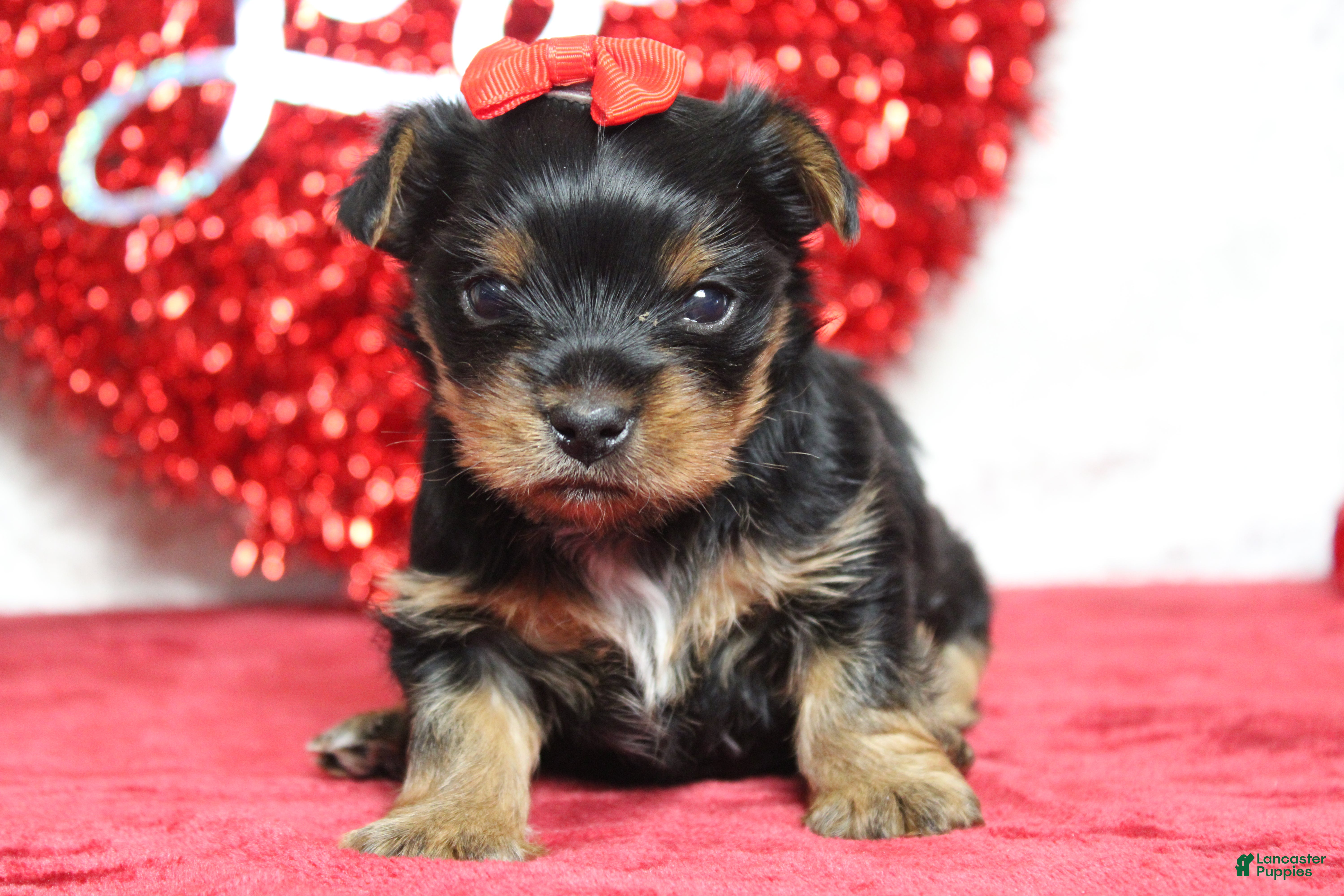 Yorkshire Terrier dogs Juliana - Ad 3