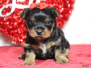 Yorkshire Terrier dogs Juliana - Ad 6