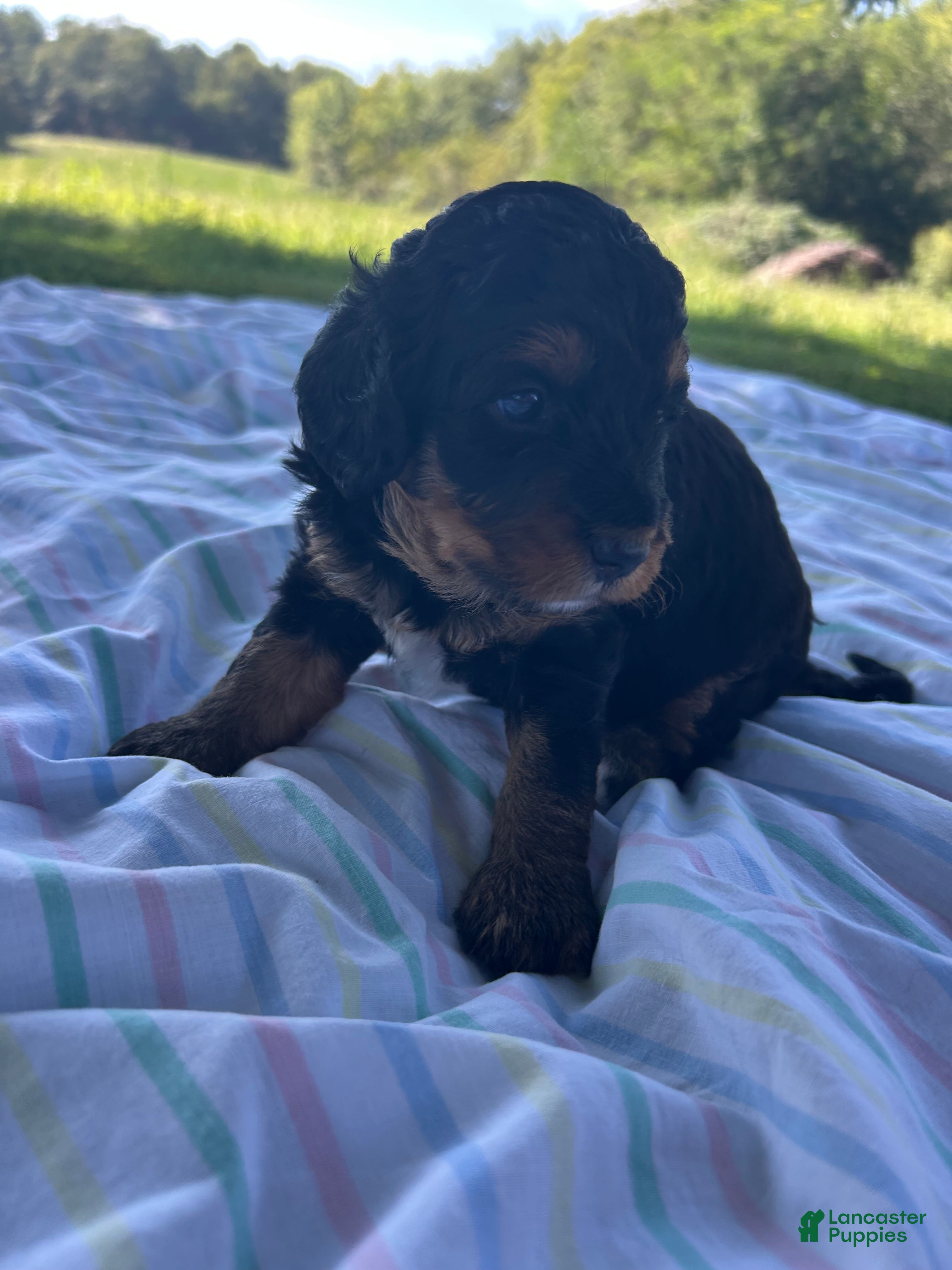 Mini Bernedoodle dogs Peaches - Ad 26