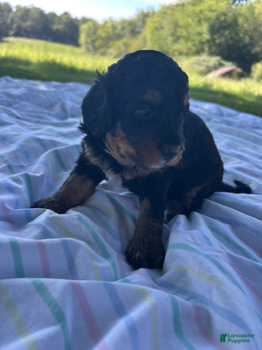 Mini Bernedoodle dogs for sale: Peaches - Ad 1