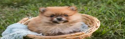 Pomeranian dogs for sale: Bingo Pomeranian  - Ad 7