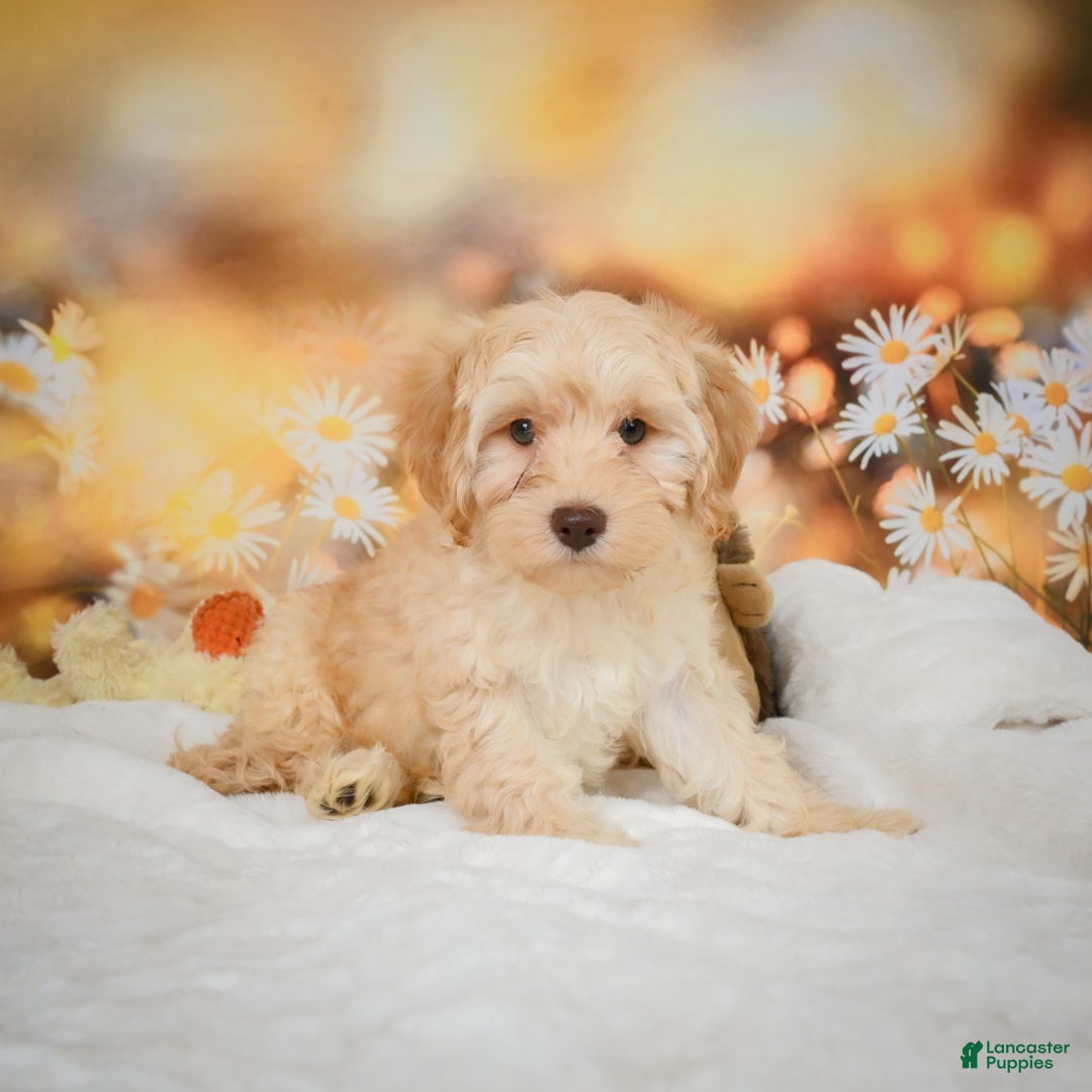 Cockapoo dogs for sale: Cabby - Ad 3