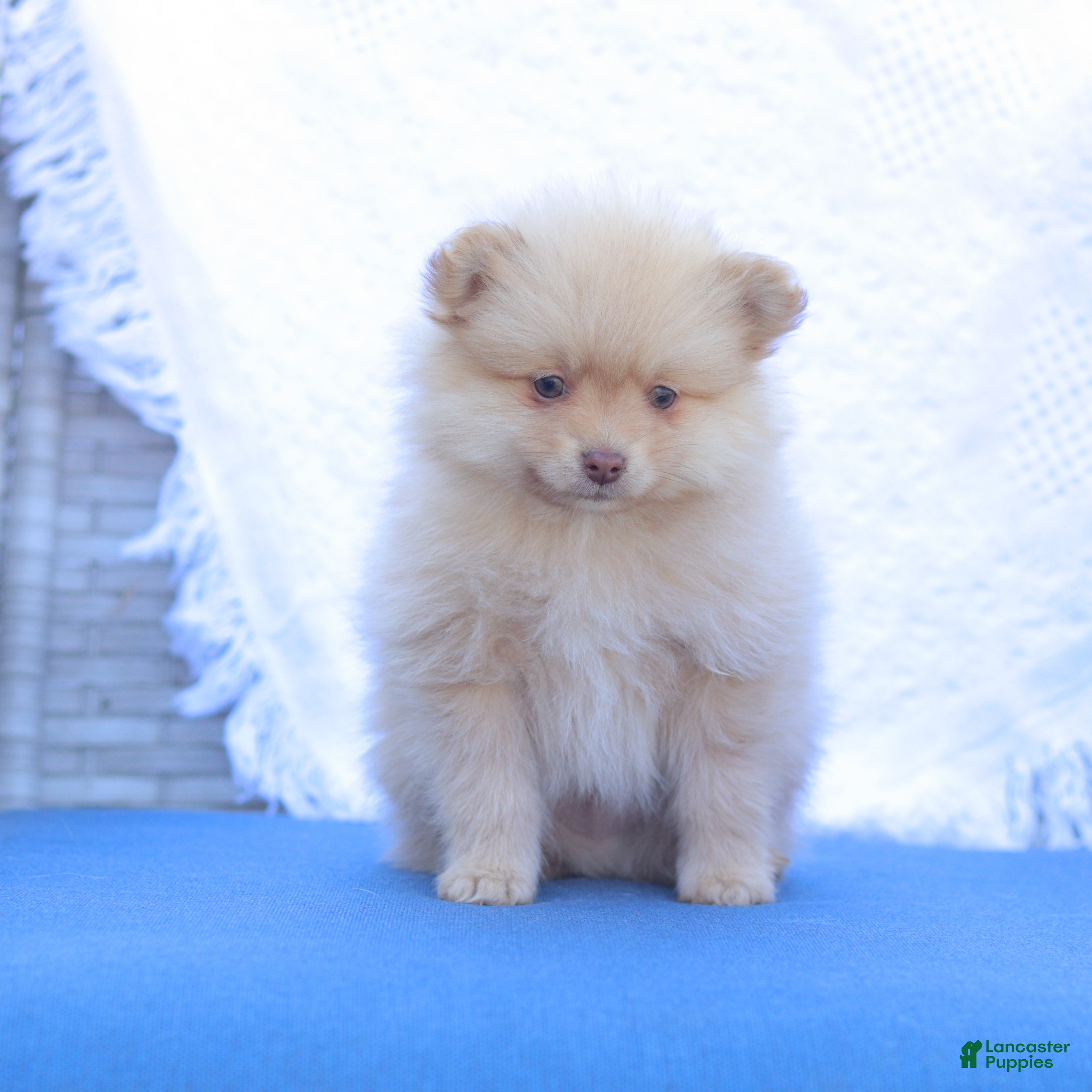 Pomeranian dogs Alex - Ad 1