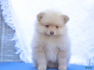 Pomeranian dogs for sale: Alex - Ad 4