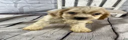 Cocker Spaniel dogs for sale: Biscuit - Ad 9