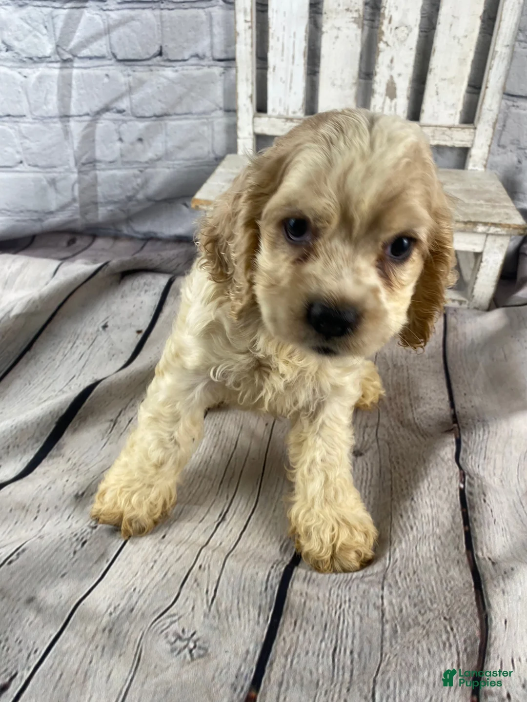 Cocker Spaniel dogs for sale: Biscuit - Ad 9