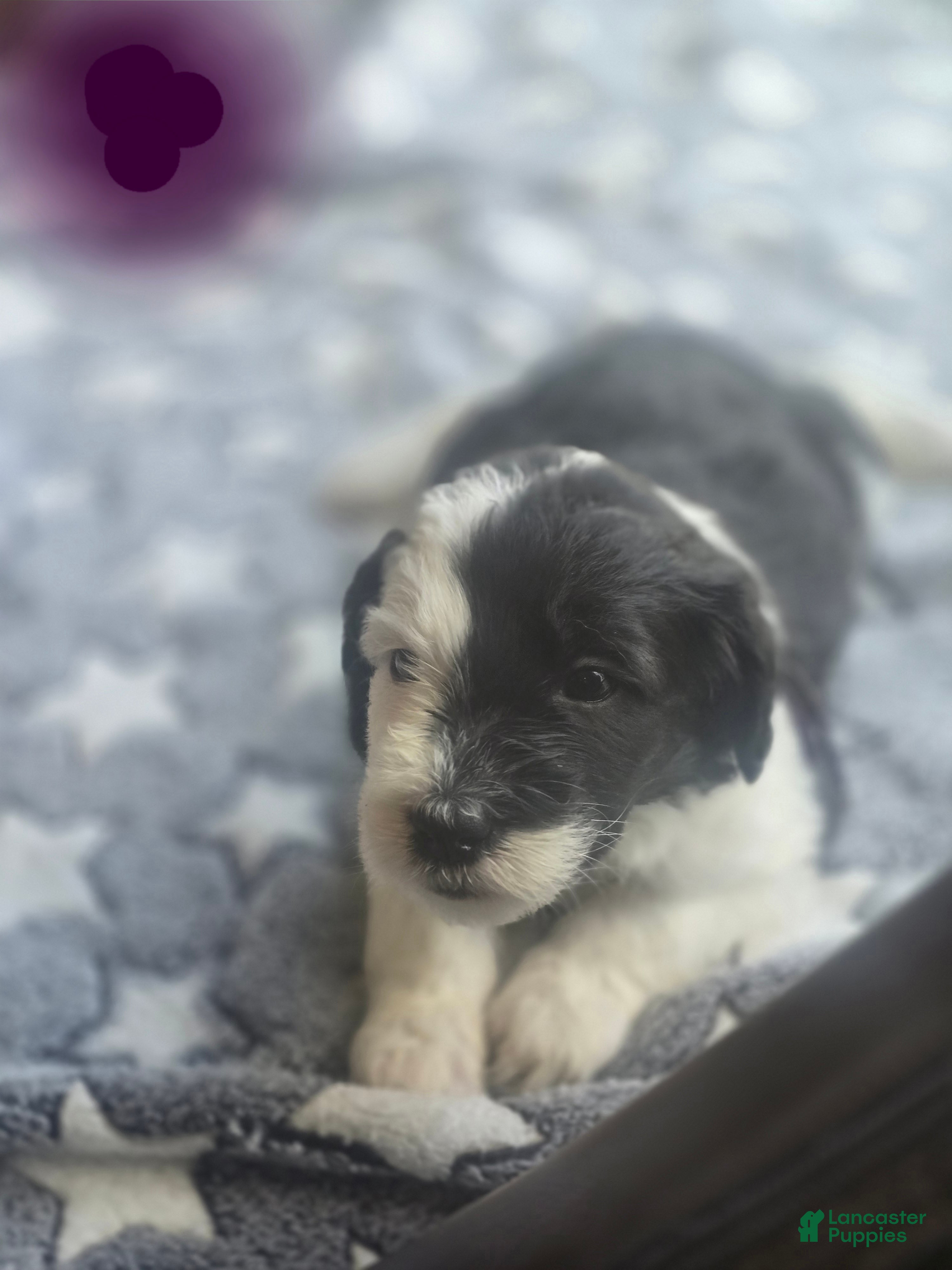 Sheepadoodle dogs Jasmine-purple collar  - Ad 12