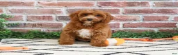 Cavapoo dogs for sale: Illius - Ad 3