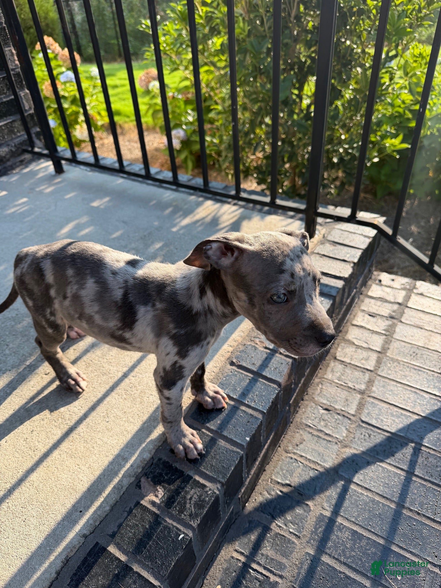 American Bully dogs Merle American Bully  - Ad 42