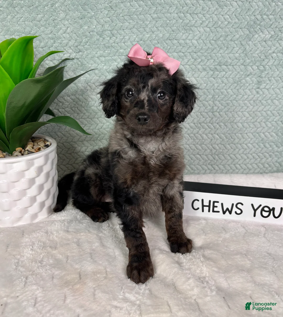 Mini Goldendoodle dogs for sale: Marcia - Ad 2