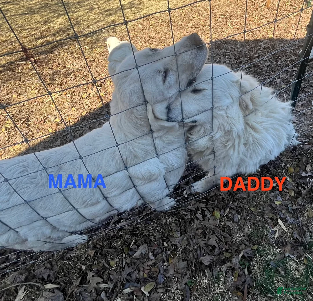 Great Pyrenees dogs for sale: Great Pyrenees Puppy 1 - Ad 2