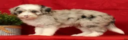 Mini Sheepadoodle dogs for sale: Diesel - Ad 4