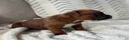 Boxer dogs for sale: Remi - Ad 2