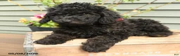 Shihpoo dogs for sale: Ruby - Ad 5
