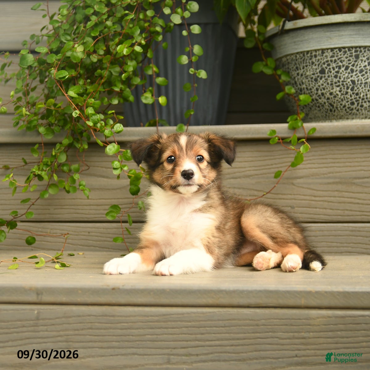 Shetland Sheepdog dogs Jessica - Ad 2