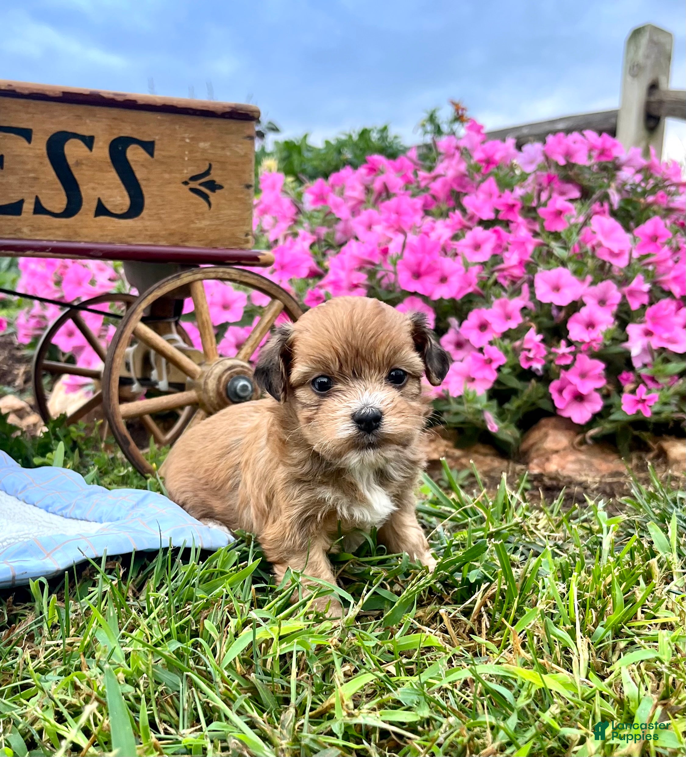 Havanese